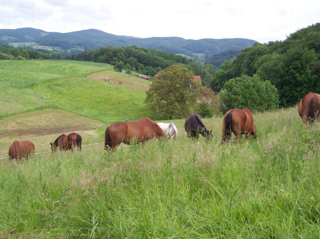 Pferdehof Und Wanderreitstation Doersam Vila Mörlenbach Exterior foto